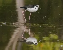 Himantopus mexicanus