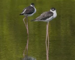 Himantopus mexicanus