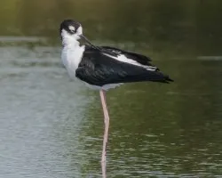 Himantopus mexicanus