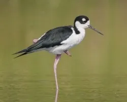 Himantopus mexicanus