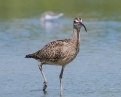 Numenius phaeopus