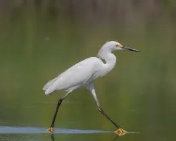 Egretta thula