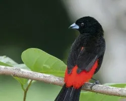 Ramphocelus passerinii