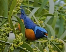 Euphonia elegantissima