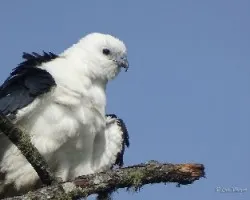 Elanoides forficatus