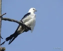 Elanoides forficatus