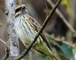 Myiodynastes maculatus
