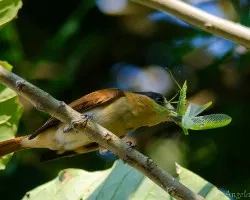 Pachyramphus aglaiae