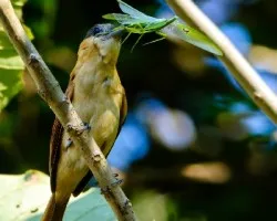 Pachyramphus aglaiae