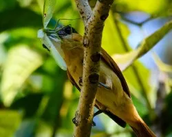 Pachyramphus aglaiae