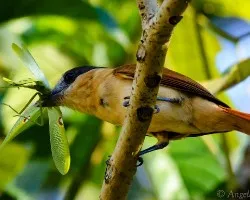 Pachyramphus aglaiae