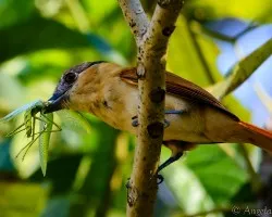 Pachyramphus aglaiae