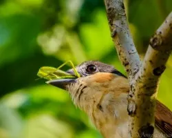 Pachyramphus aglaiae