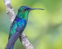 Thalurania colombica