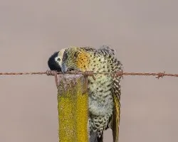 Colaptes melanochloros