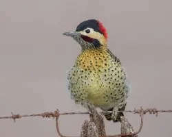 Colaptes melanochloros