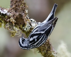Mniotilta varia