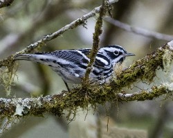 Mniotilta varia