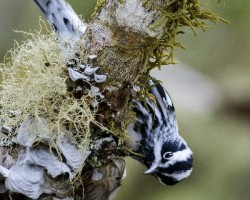 Mniotilta varia