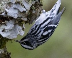 Mniotilta varia