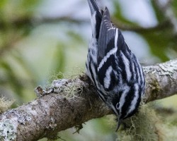 Mniotilta varia