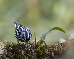 Mniotilta varia
