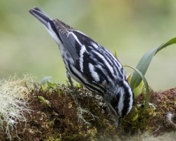 Mniotilta varia