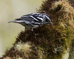 Mniotilta varia