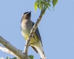 Bombycilla cedrorum