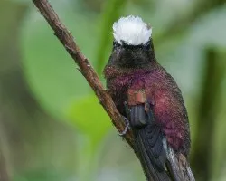 Microchera albocoronata