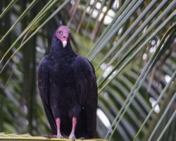 Cathartes aura