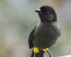 Pselliophorus tibialis