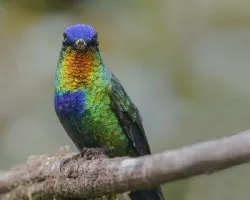 Panterpe insignis