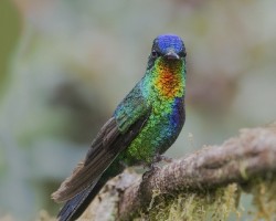 Panterpe insignis