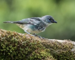Tangara larvata