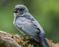 Tangara larvata