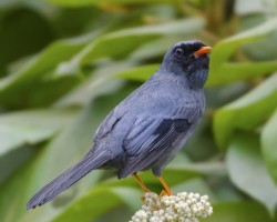 Myadestes melanops