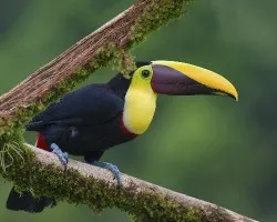 Ramphastos ambiguus