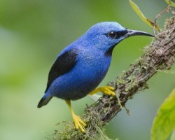 Cyanerpes lucidus