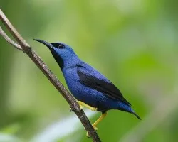 Cyanerpes lucidus