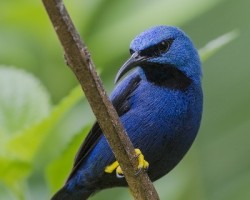 Cyanerpes lucidus