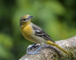 Icterus galbula