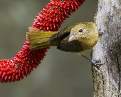 Piranga rubra