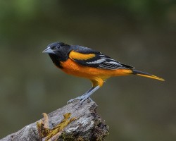 Icterus galbula