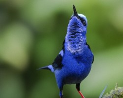 Cyanerpes cyaneus