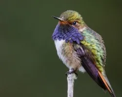 Selasphorus flammula