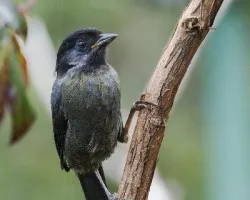 Pselliophorus tibialis