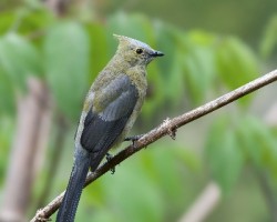 Ptilogonys caudatus