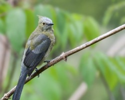 Ptilogonys caudatus