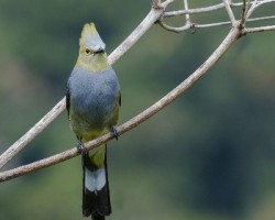 Ptilogonys caudatus